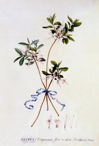 Cistus Virginiana by Georg Dionysius Ehret